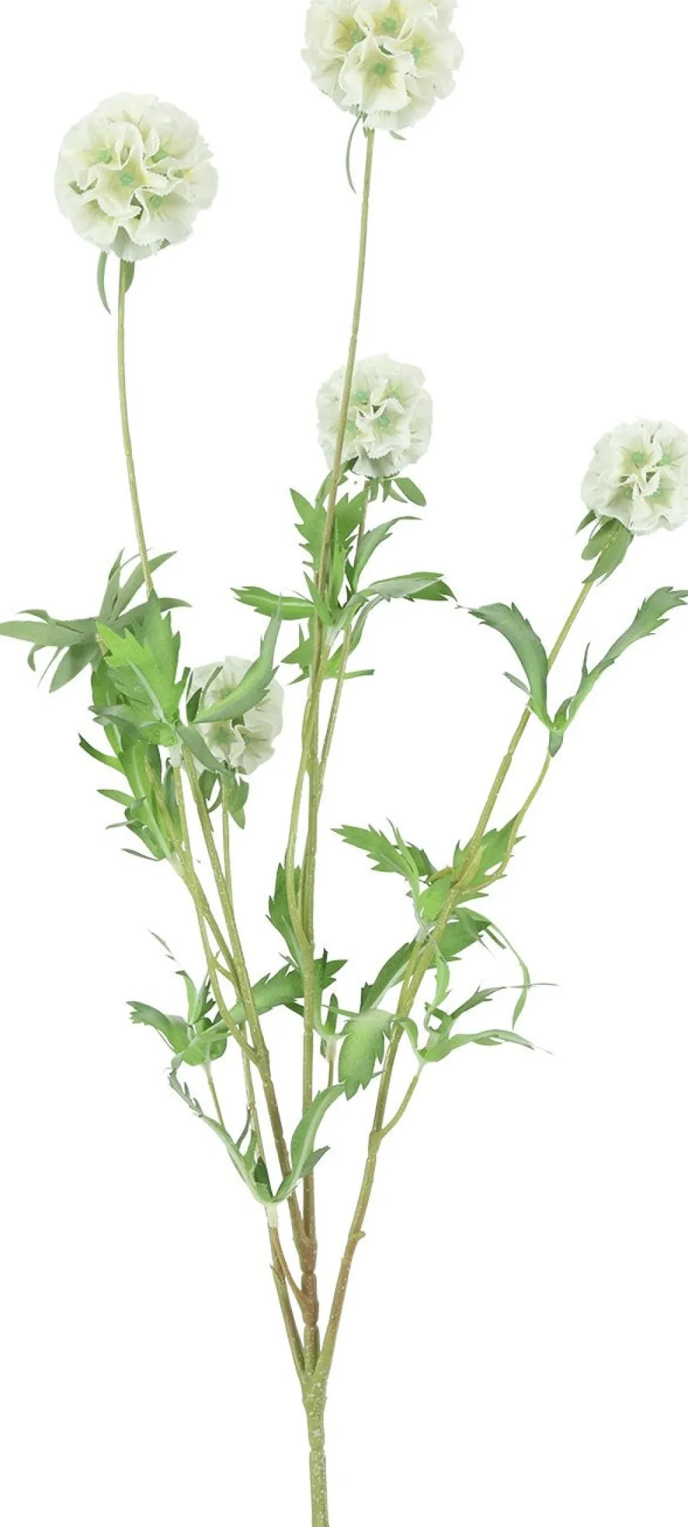 Countryfield kunstbloem Combretocarpus wit H 97 cm