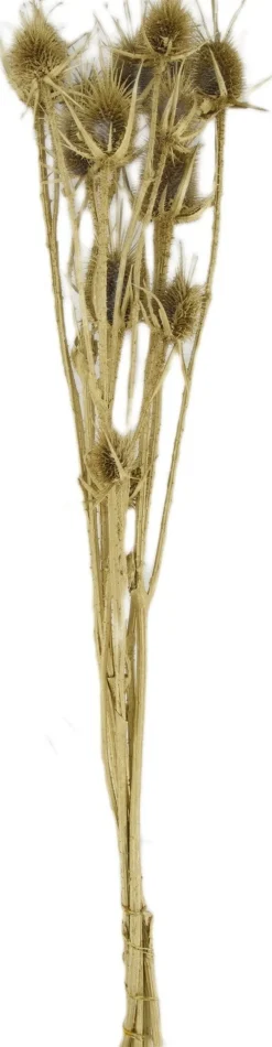 Dijk Natural Collections droogbloemen Anissa distel goud 60 x 22 x 12 cm