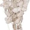Droogbloemen Judaspenning (Lunaria) H 90 cm