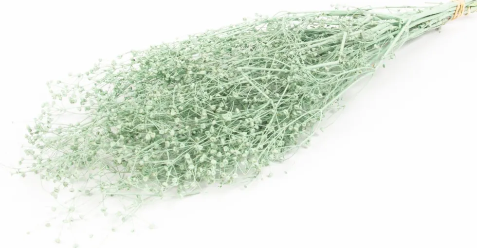 Droogbloemen Misty Massasa groen H 60 cm