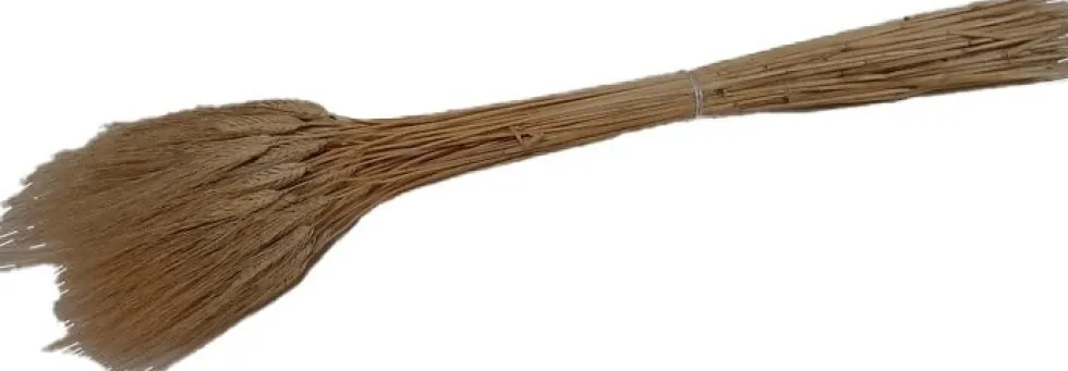 Droogbloemen Tarwe (Triticum) geel H 80 cm