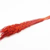 Droogbloemen Wilde Haver (Avena) rood H 55 cm