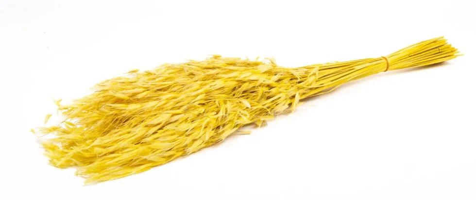 Droogbloemen Wilde Haver (Avena) geel H 50 cm