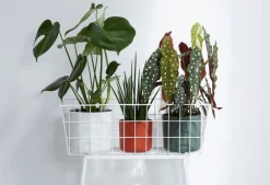 Elho bloempot B. for soft wit D 16 H 15 cm
