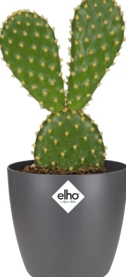 Elho bloempot Brussels antraciet D 6,7 H 6 cm