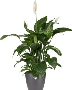 Elho bloempot Brussels antraciet D 18,3 H 16,8 cm