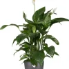 Elho bloempot Brussels antraciet D 20 H 18,7 cm