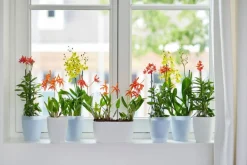 Elho bloempot Brussels orchidee transparant D 12,5 H 15,5 cm
