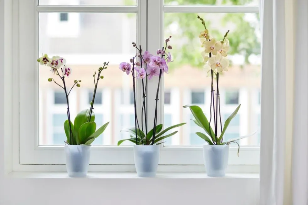 Elho bloempot Brussels orchidee transparant D 12,5 H 15,5 cm