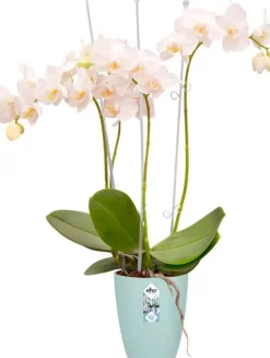 Elho bloempot Brussels orchidee transparant D 12,5 H 15,5 cm