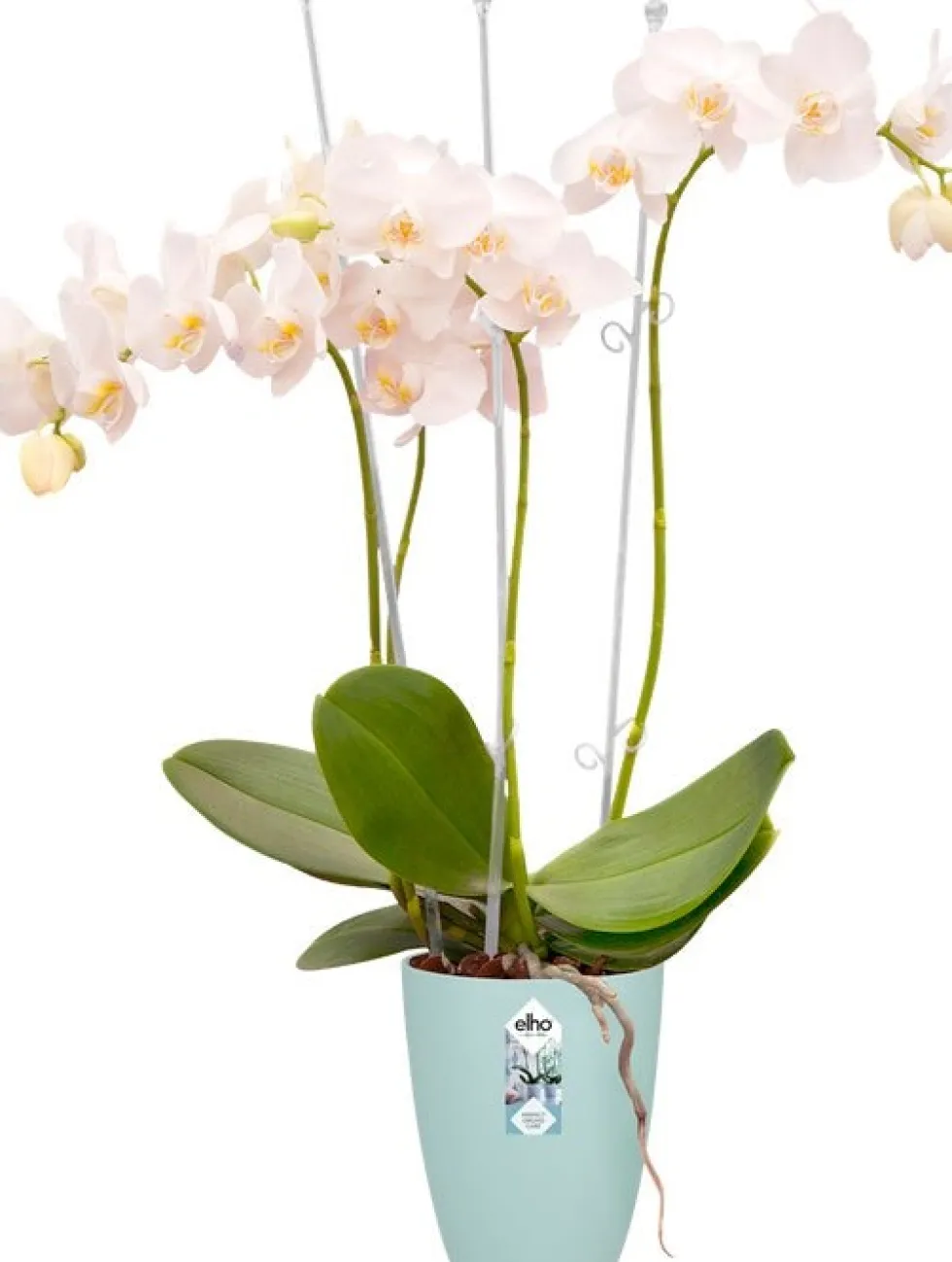 Elho bloempot Brussels orchidee transparant D 12,5 H 15,5 cm