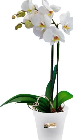 Elho bloempot Green Basics transparant D 15 H 13,9 cm