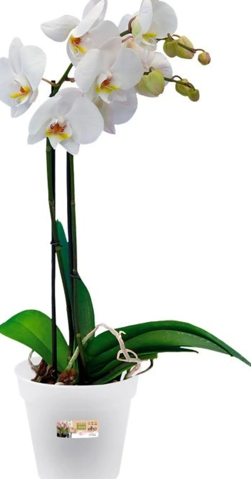 Elho bloempot Green Basics transparant D 13,1 H 12 cm