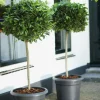 Elho bloempot Green Basics zwart D 29,5 H 22,4 cm