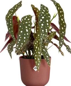 Elho bloempot Jazz rood D 16,5 H 15,3 cm