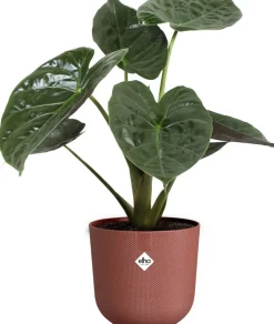 Elho bloempot Jazz rood D 23,1 H 21,5 cm