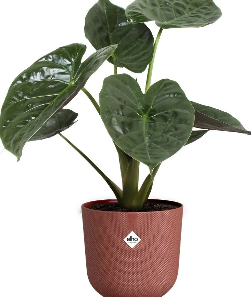 Elho bloempot Jazz rood D 23,1 H 21,5 cm