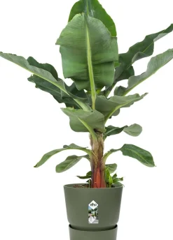 Elho bloempot met waterreservoir Greenville groen D 50 H 55 cm