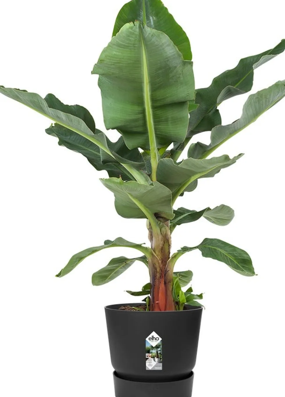 Elho bloempot met waterreservoir Greenville zwart D 50 H 55 cm