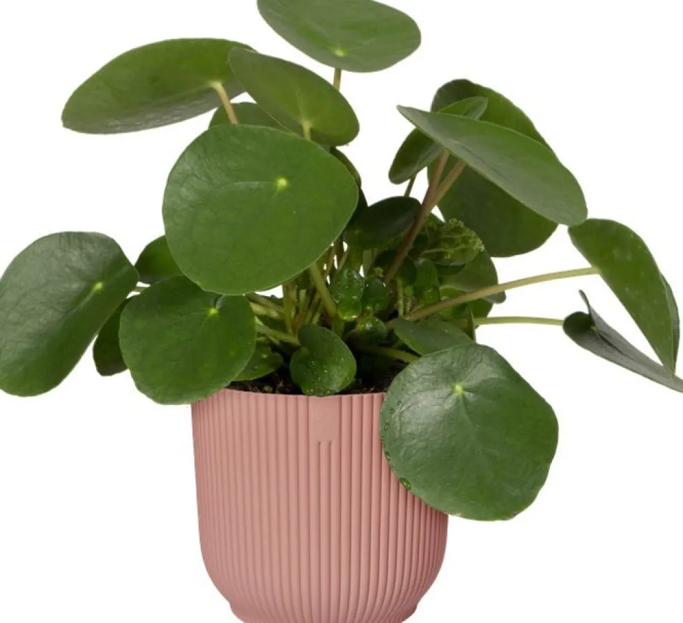 Elho bloempot Vibes roze D 18,3 H 16,8 cm