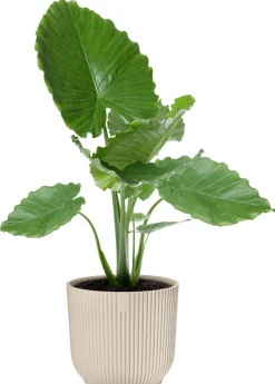 Elho bloempot Vibes wit D 16,14 H 14,7 cm