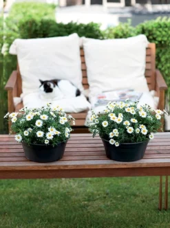 Elho Green Basics schaal 33cm living black