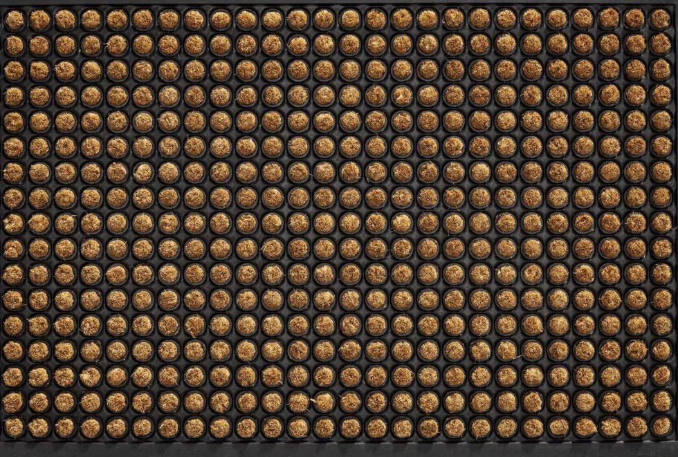 HQ Hamat deurmat Dots Rubco naturel 60 x 40 cm