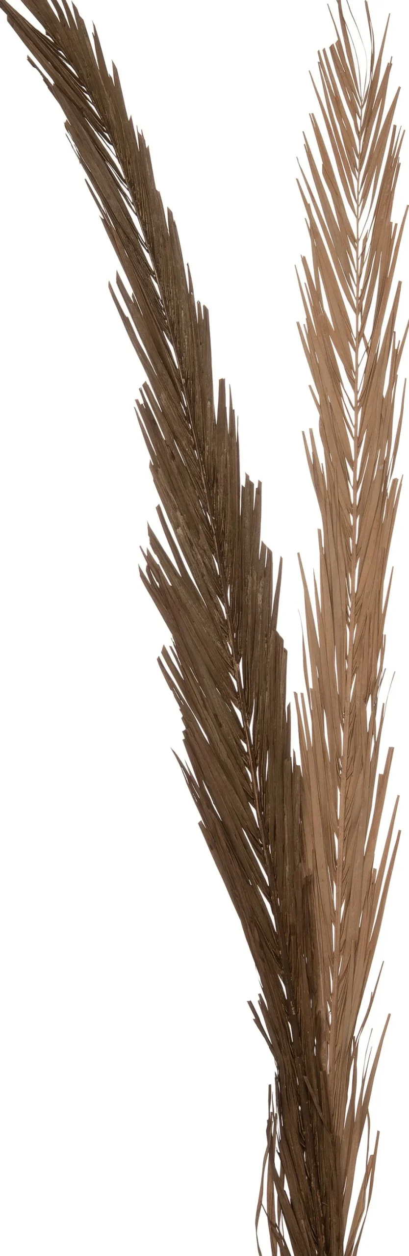 Intratuin decoratie tak bruin H 145 cm
