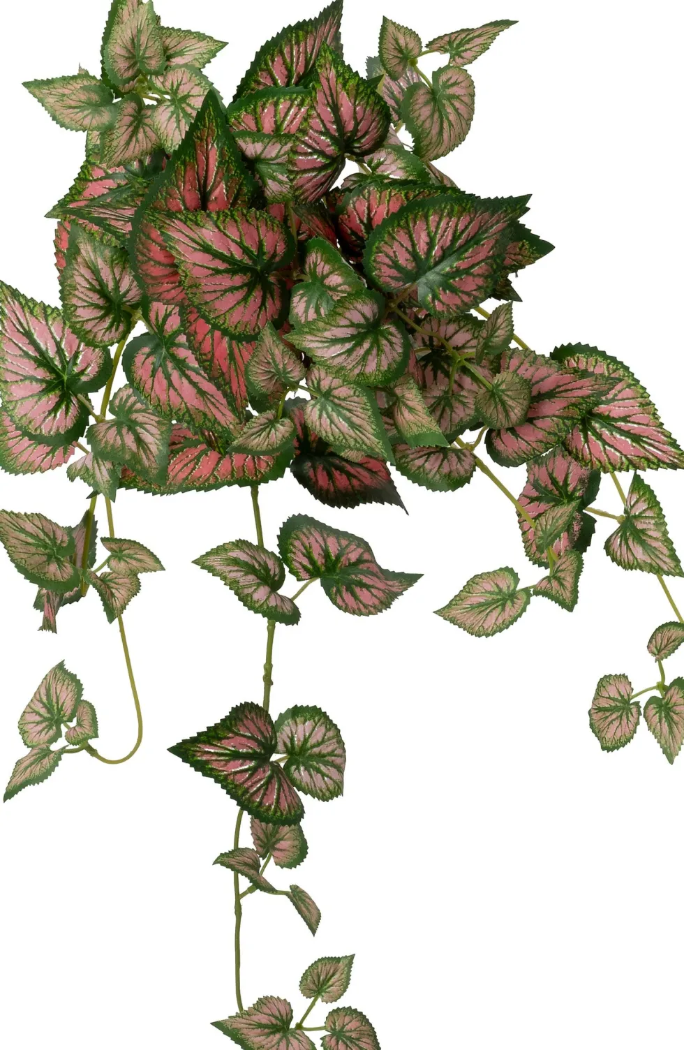 Intratuin kunsthangplant Bladbegonia rood / groen H 60 cm