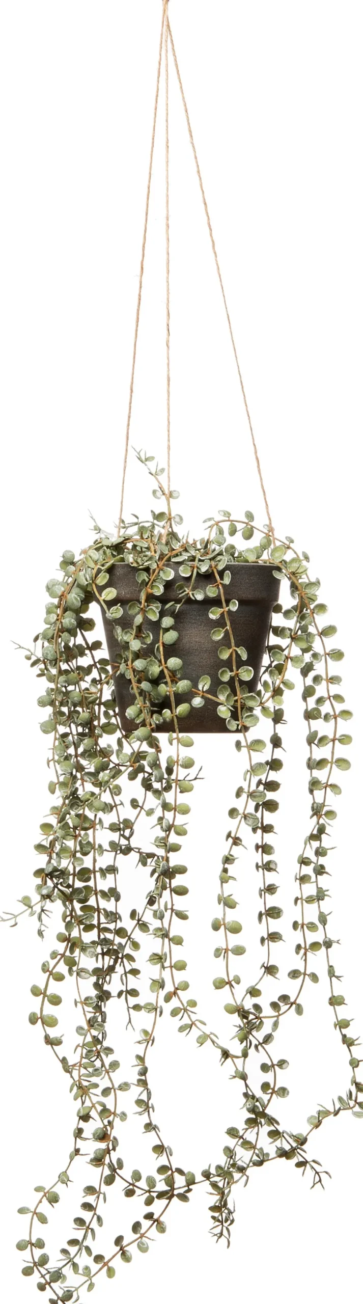 Intratuin kunsthangplant Erwtenplant grijsgroen H 56 cm