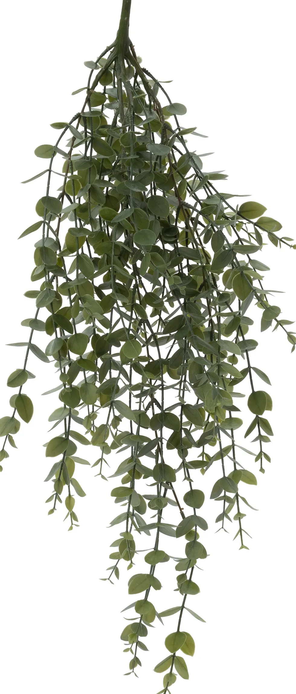 Intratuin kunsthangplant Eucalyptus H 71 cm