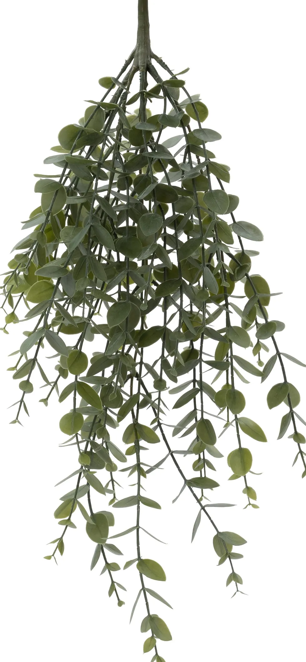 Intratuin kunsthangplant Eucalyptus witbont H 60 cm