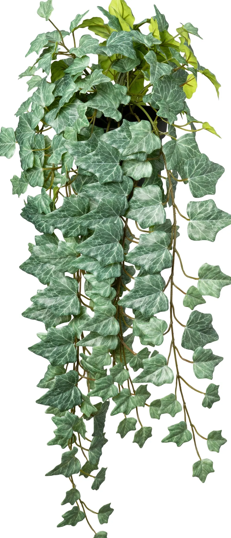 Intratuin kunsthangplant Klimop groen / wit D 15 H 75 cm