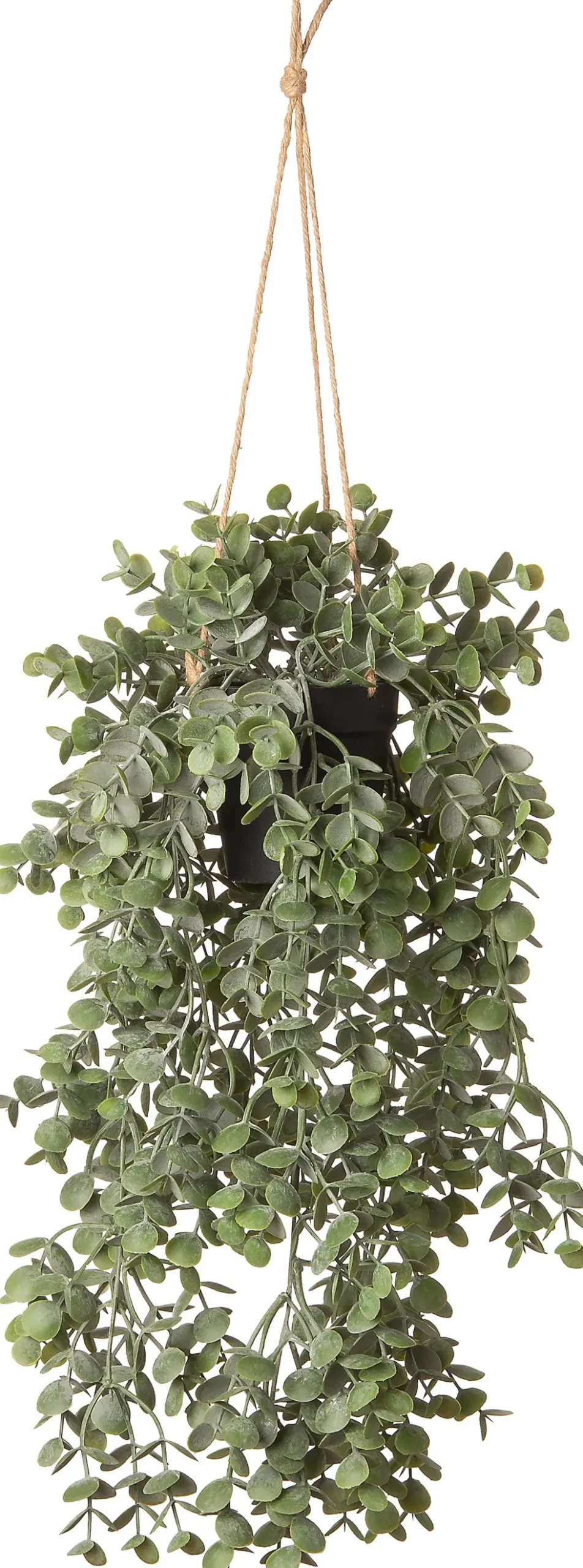Intratuin kunsthangplant Kruiskruid H 71 cm