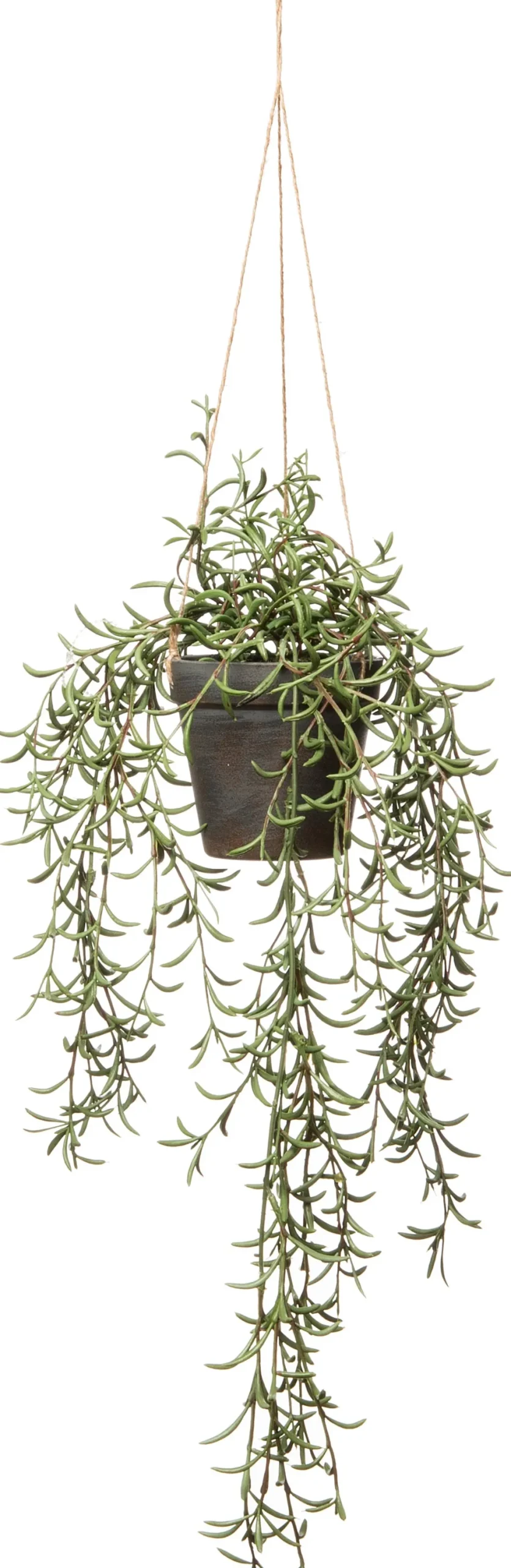 Intratuin kunsthangplant Kruiskruid H 55 cm