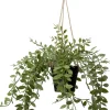 Intratuin kunsthangplant Lippenstiftplant H 30 cm