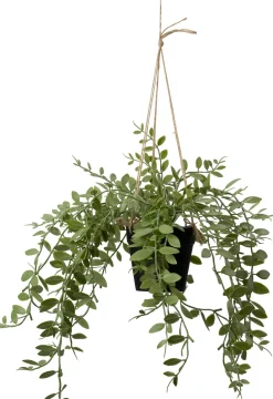 Intratuin kunsthangplant Lippenstiftplant H 30 cm