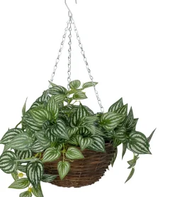Intratuin kunsthangplant Peperomia H 50 cm