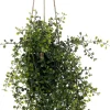 Intratuin kunsthangplant Peterselie geel H 51 cm
