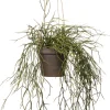 Intratuin kunsthangplant Rhipsalis H 55 cm