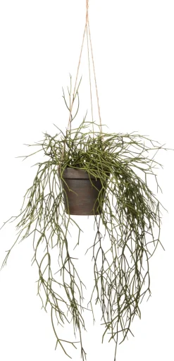 Intratuin kunsthangplant Rhipsalis H 55 cm