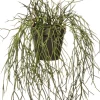 Intratuin kunsthangplant Rhipsalis H 55,5 cm