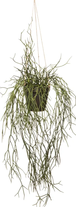 Intratuin kunsthangplant Rhipsalis H 55,5 cm