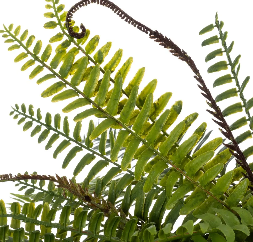 Intratuin kunsthangplant Varen H 80 cm