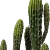 Intratuin kunstplant Cactus D 18 H 60 cm