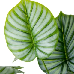 Intratuin kunstplant Caladium D 12,9 H 60 cm