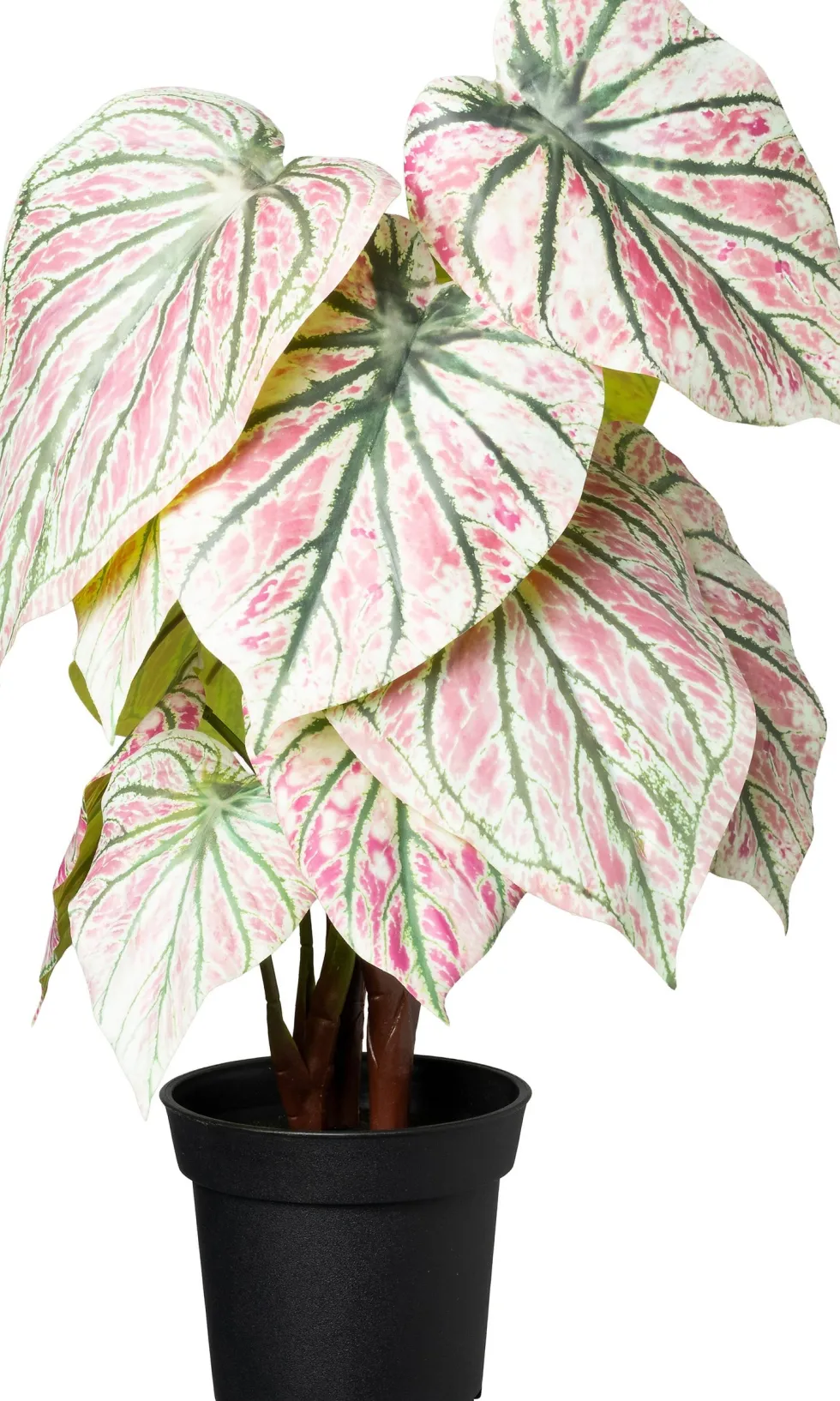 Intratuin kunstplant Caladium wit / roze D 15 H 40 cm