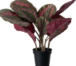 Intratuin kunstplant Calathea rood / groen D 12 H 45 cm