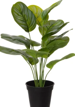 Intratuin kunstplant Calathea H 39 cm