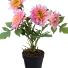 Intratuin kunstplant Dahlia roze D 12,5 H 45 cm